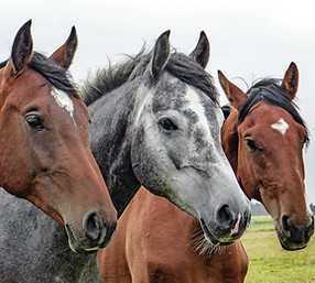 Three Horses
