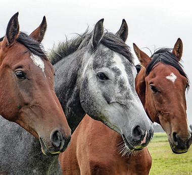 Three Horses