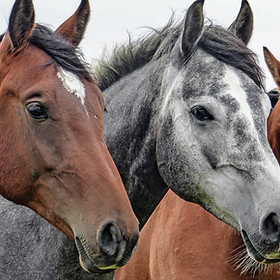 Three Horses