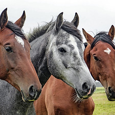 Three Horses Close-Up