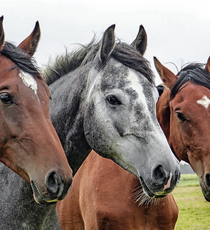 Three Horses
