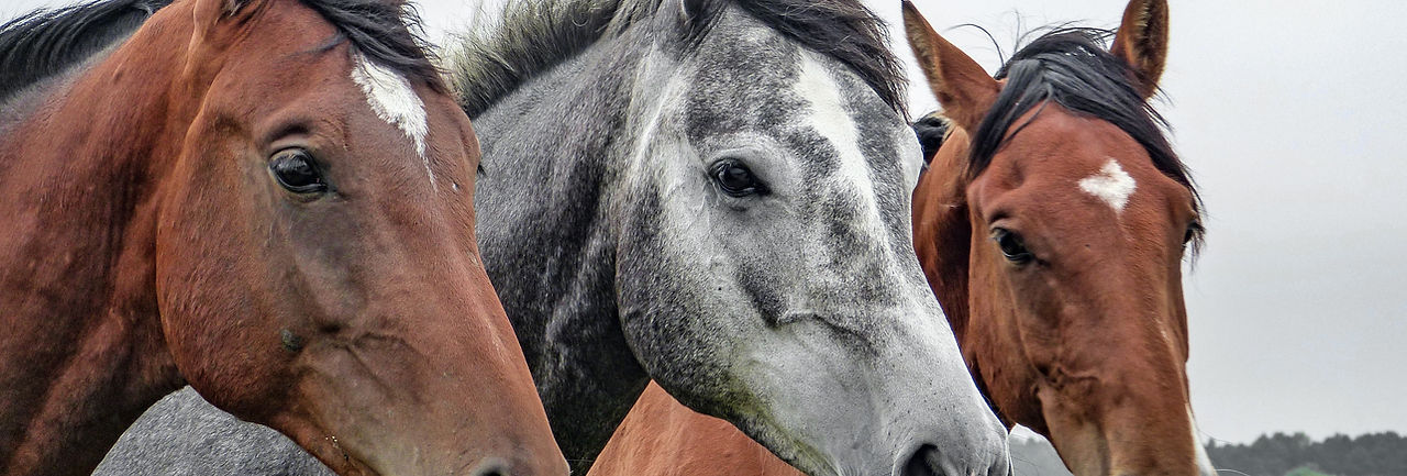 Three Horses
