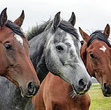 Three Horses