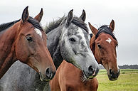 Three Horses