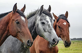 Caballos al aire libre