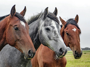 Masterson Method: Integrated Equine Performance Bodywork