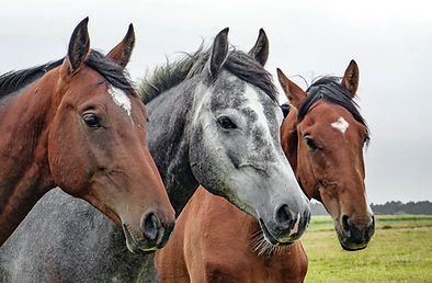 Three Horses