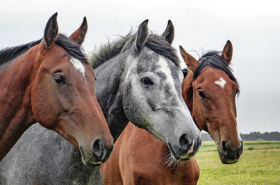 Três cavalos
