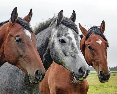 Três cavalos