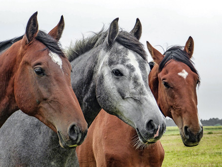 Three Horses