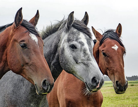 Three Horses