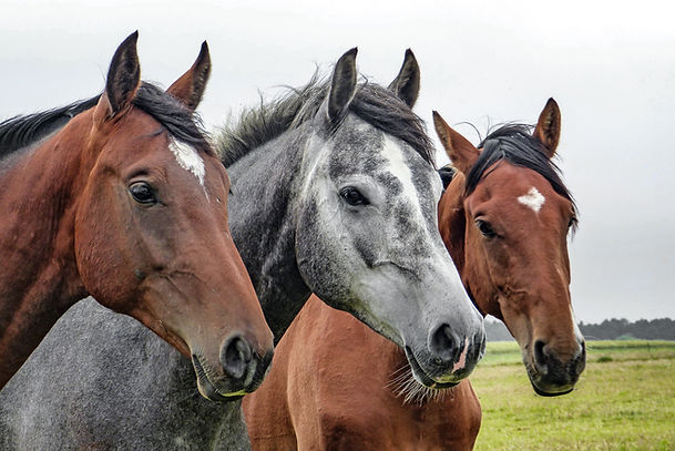 Trois chevaux
