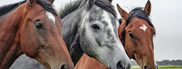 Three Horses Close-Up