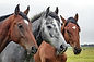 Three Horses