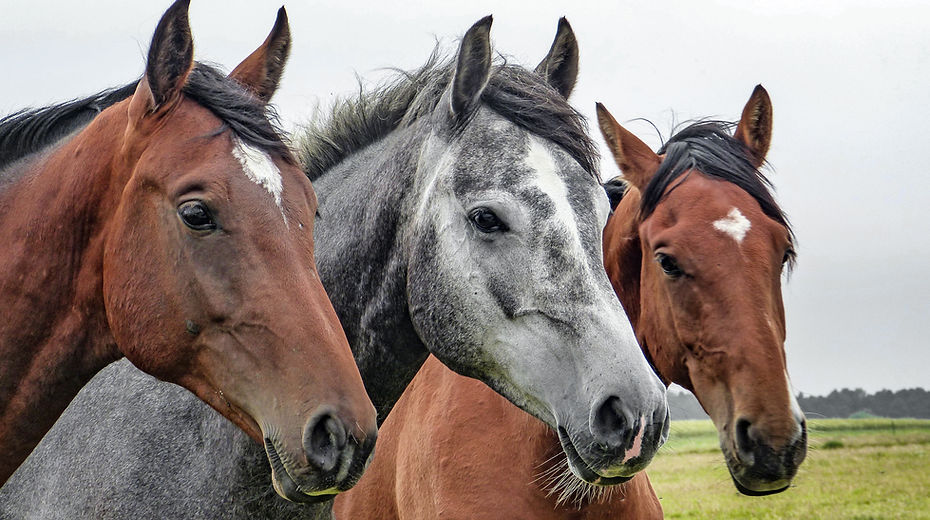 Three Horses