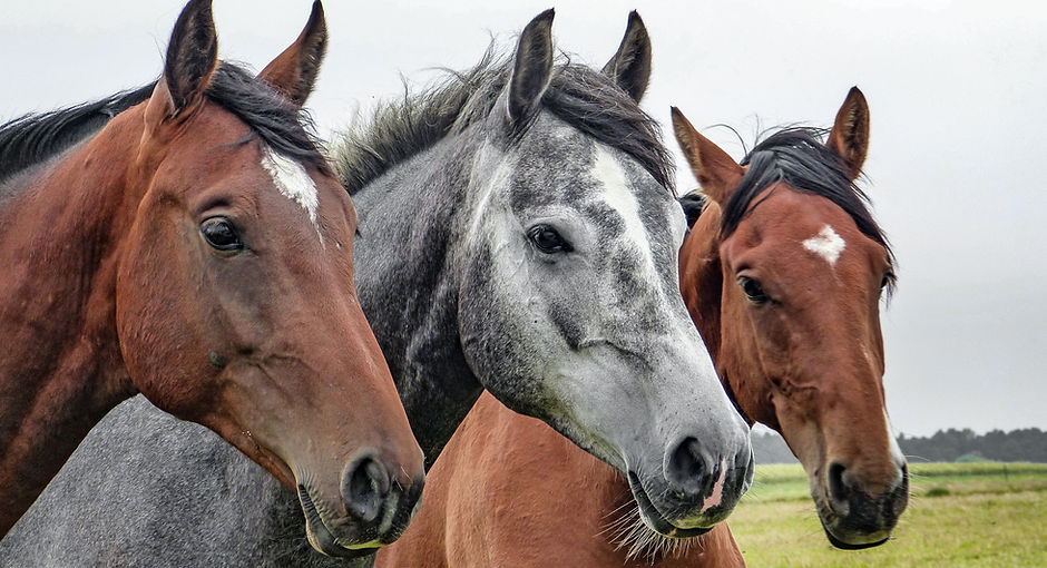 Three Horses