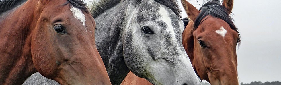 Three Horses