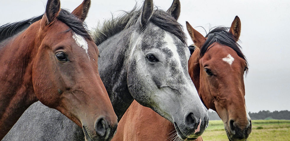 Three Horses