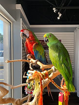 IMG_1782.jpeg