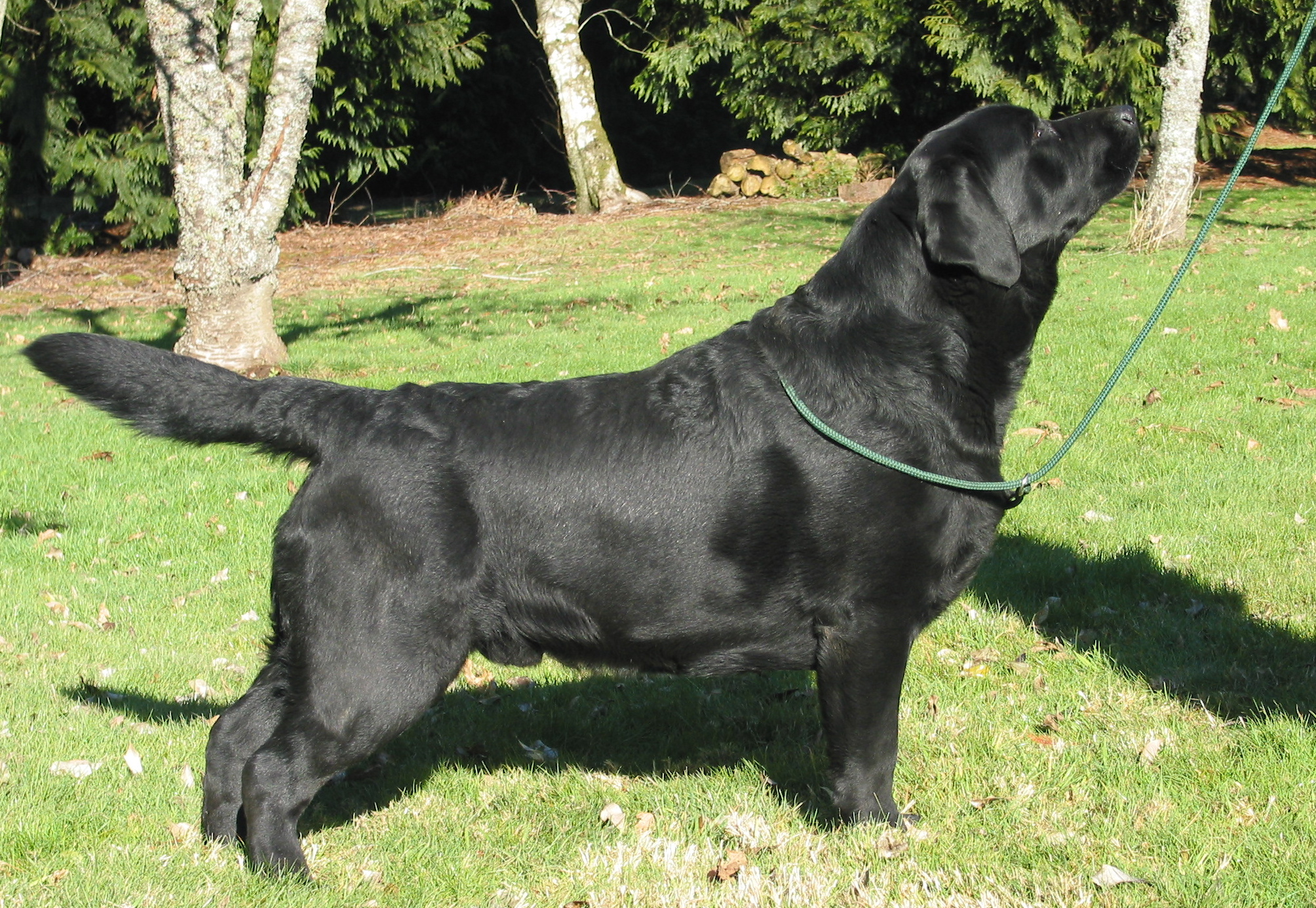 broyhill labrador retrievers