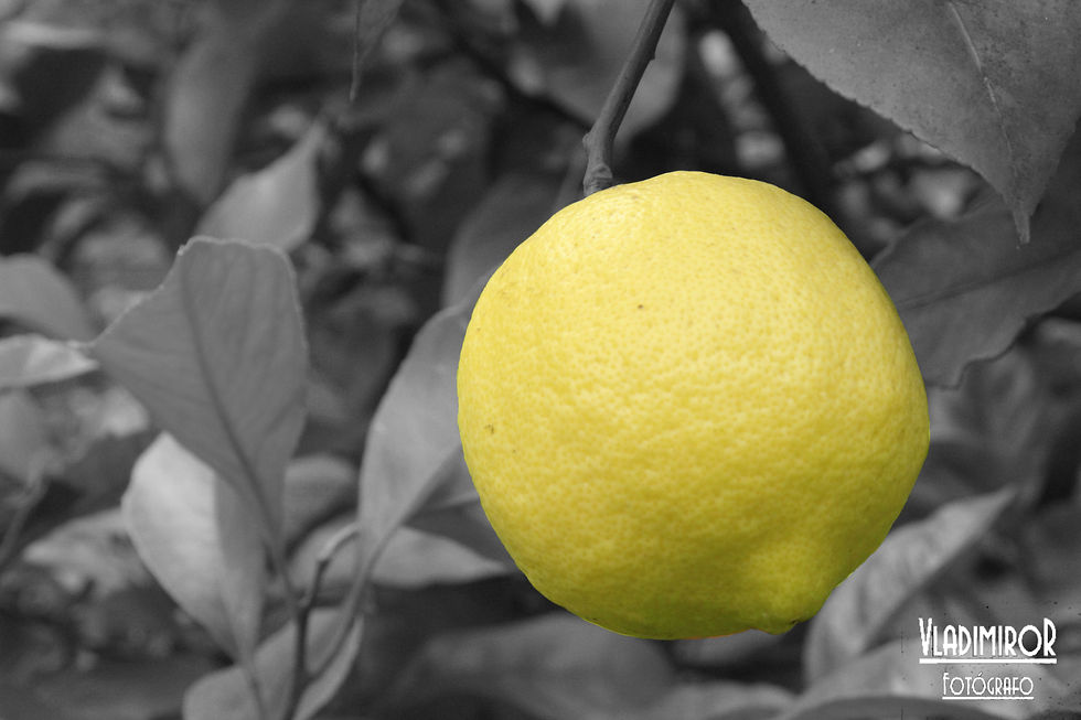 Limon