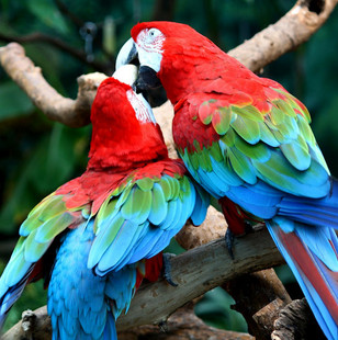 penang bird park