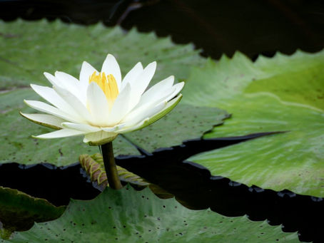 Discover Penang's Hidden Gems with Trolda Vacation's Private Tours