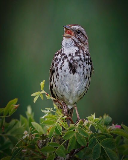 A bird singing represents health and vitality and in this case healing through psychotherapy.