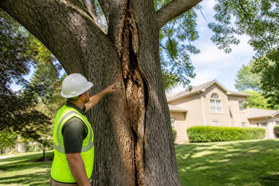 A certified arborist in a hard hat and safety vest inspecting a large, visibly damaged oak tree close to a residential home, pointing at a deep crack running down the trunk on a clear afternoon