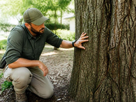 Tree Health Maintenance Tips for Homeowners