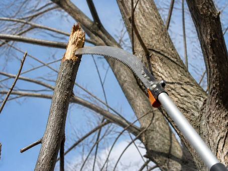 When to Remove Dead Tree Branches: A Homeowner's Guide
