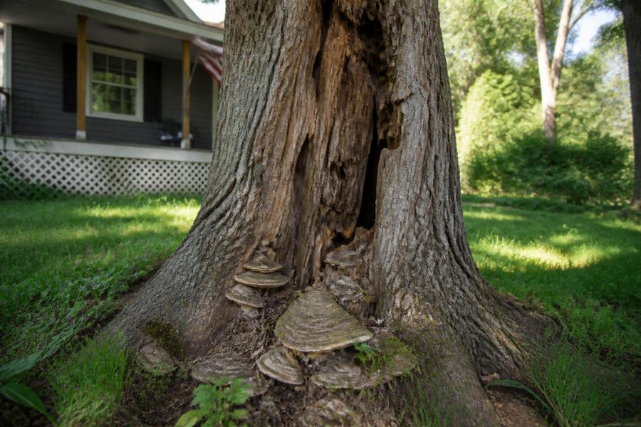 Close-up of a large tree trunk showing visible decay, a deep V-shaped crack, and shelf fungal growth at the base, situated near a residential home on a sunny afternoon