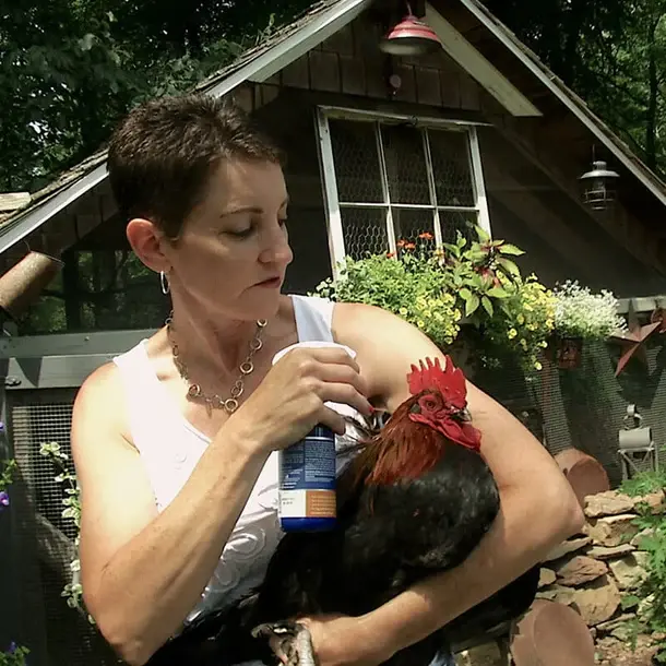 Thumbnail: Vetericyn Poultry Care 8oz applied to rooster.