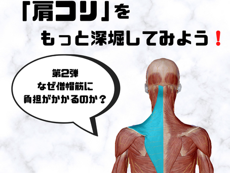 肩コリをもっと深堀してみよう!「第2弾 なぜ僧帽筋に負担がかかるのか?」