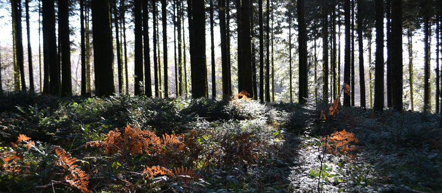 la timidité des arbres