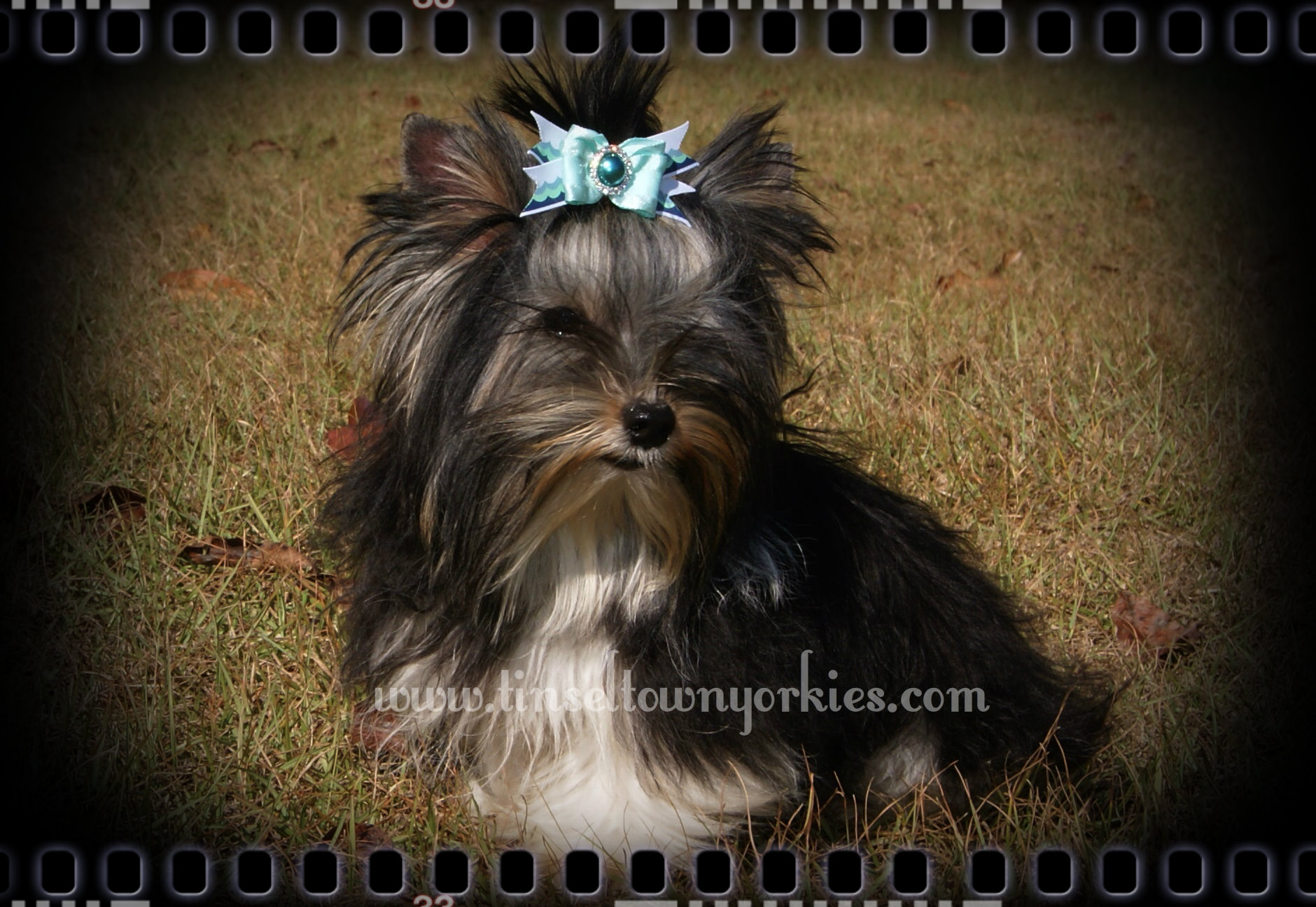 Tinseltown Yorkies Arkansas Laken Isham