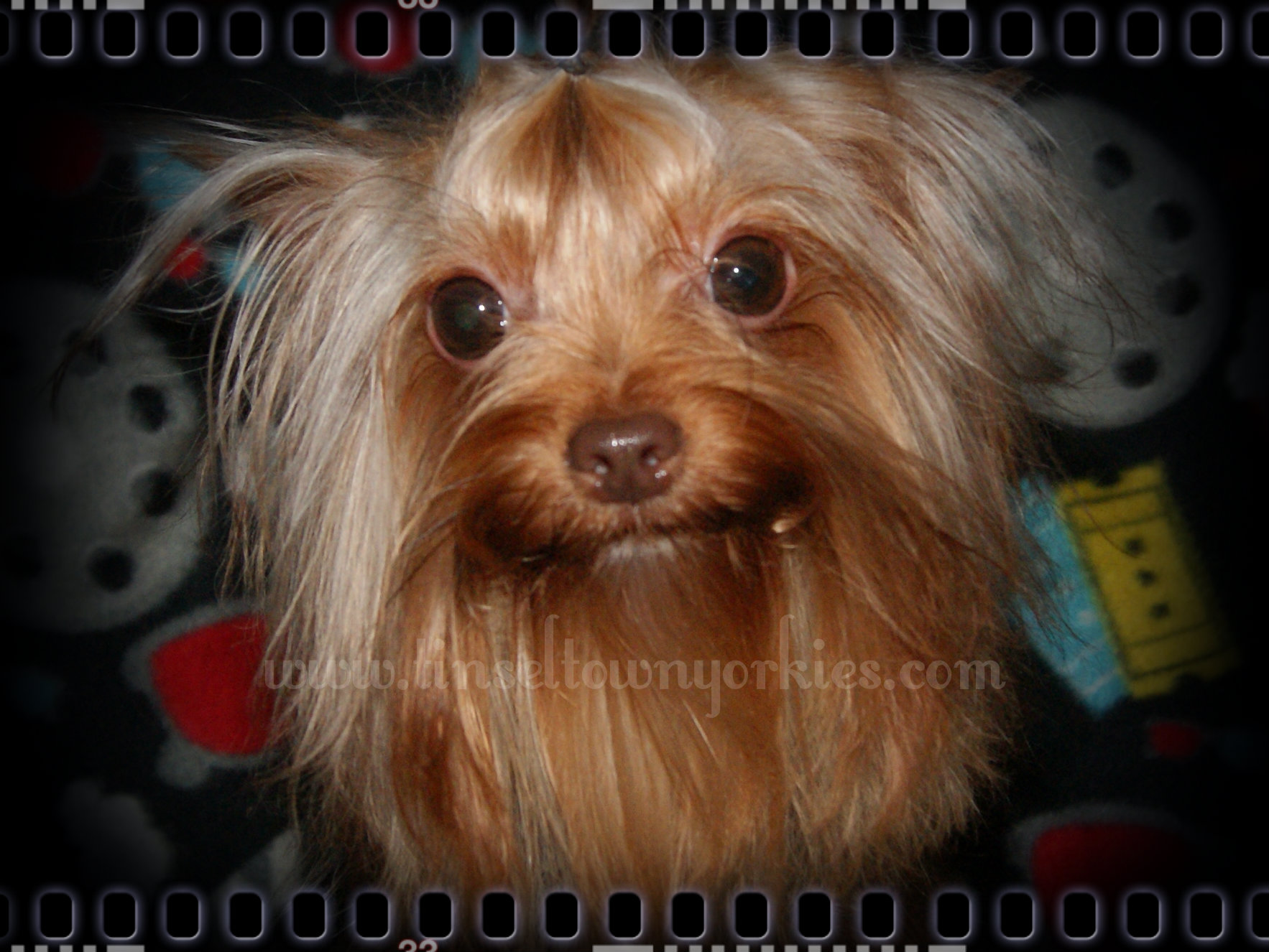 Tinseltown Yorkies Arkansas Laken Isham