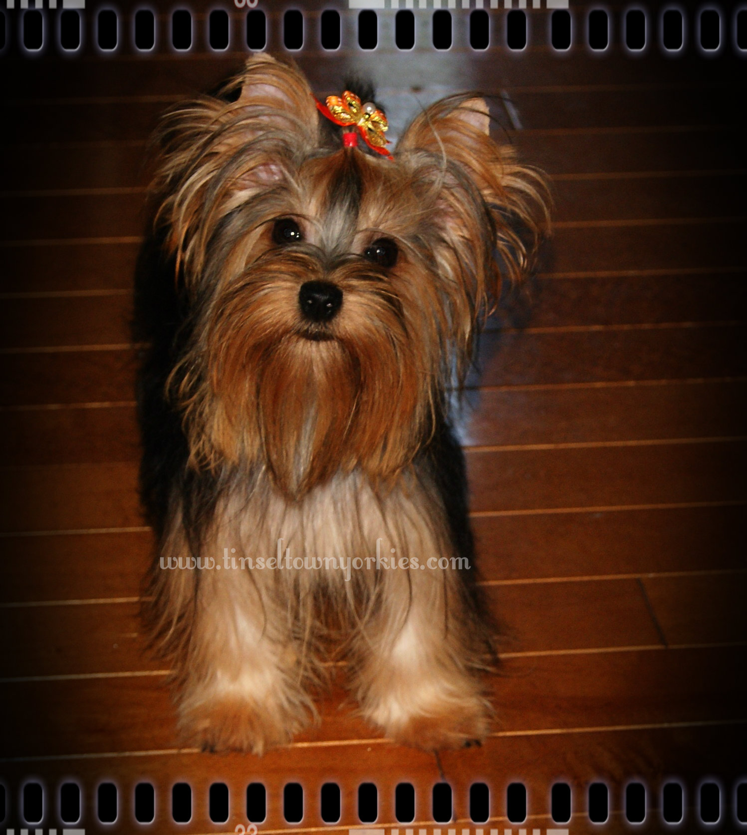 Tinseltown Yorkies Arkansas Laken Isham