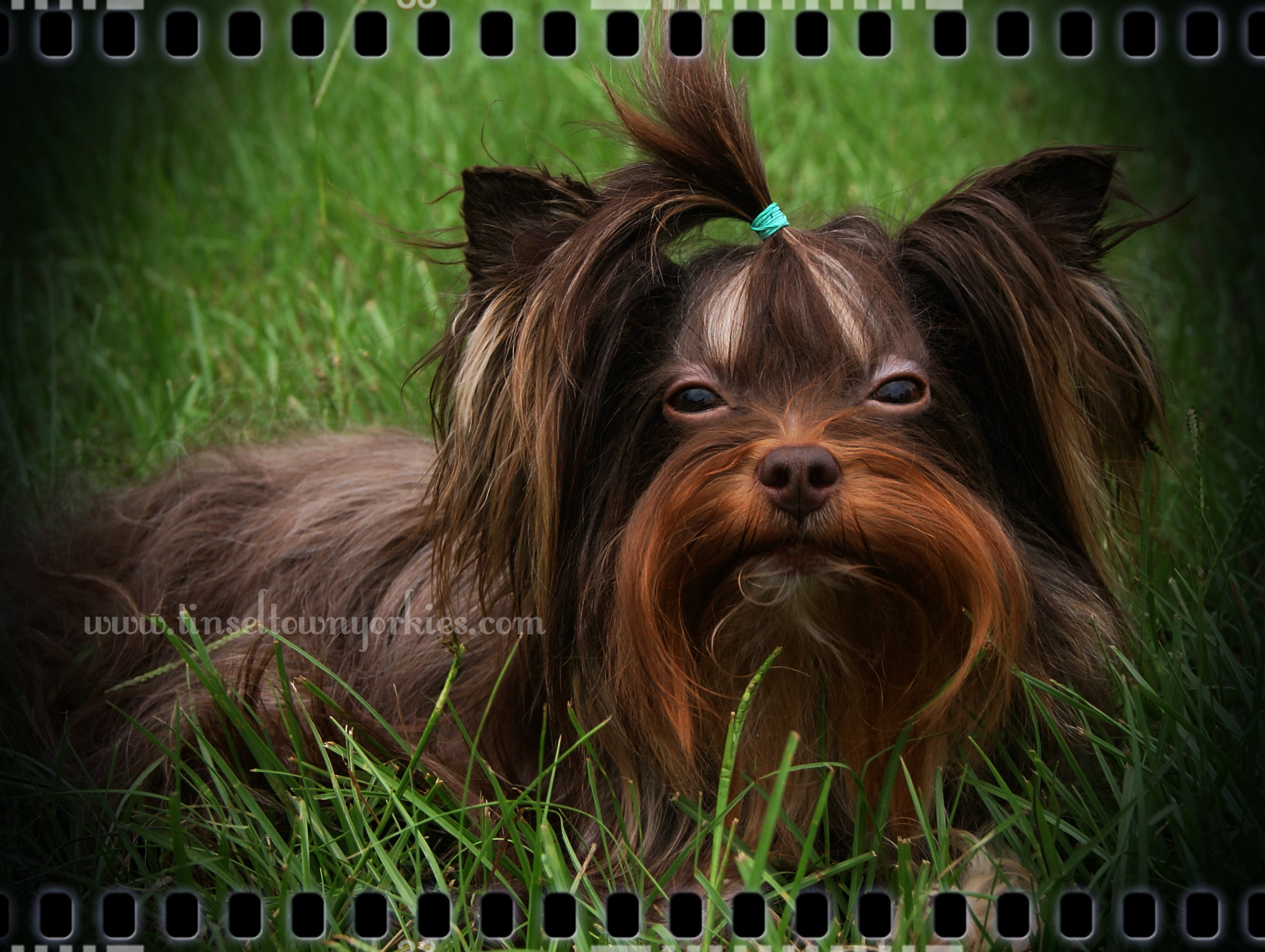 Tinseltown Yorkies Arkansas Laken Isham