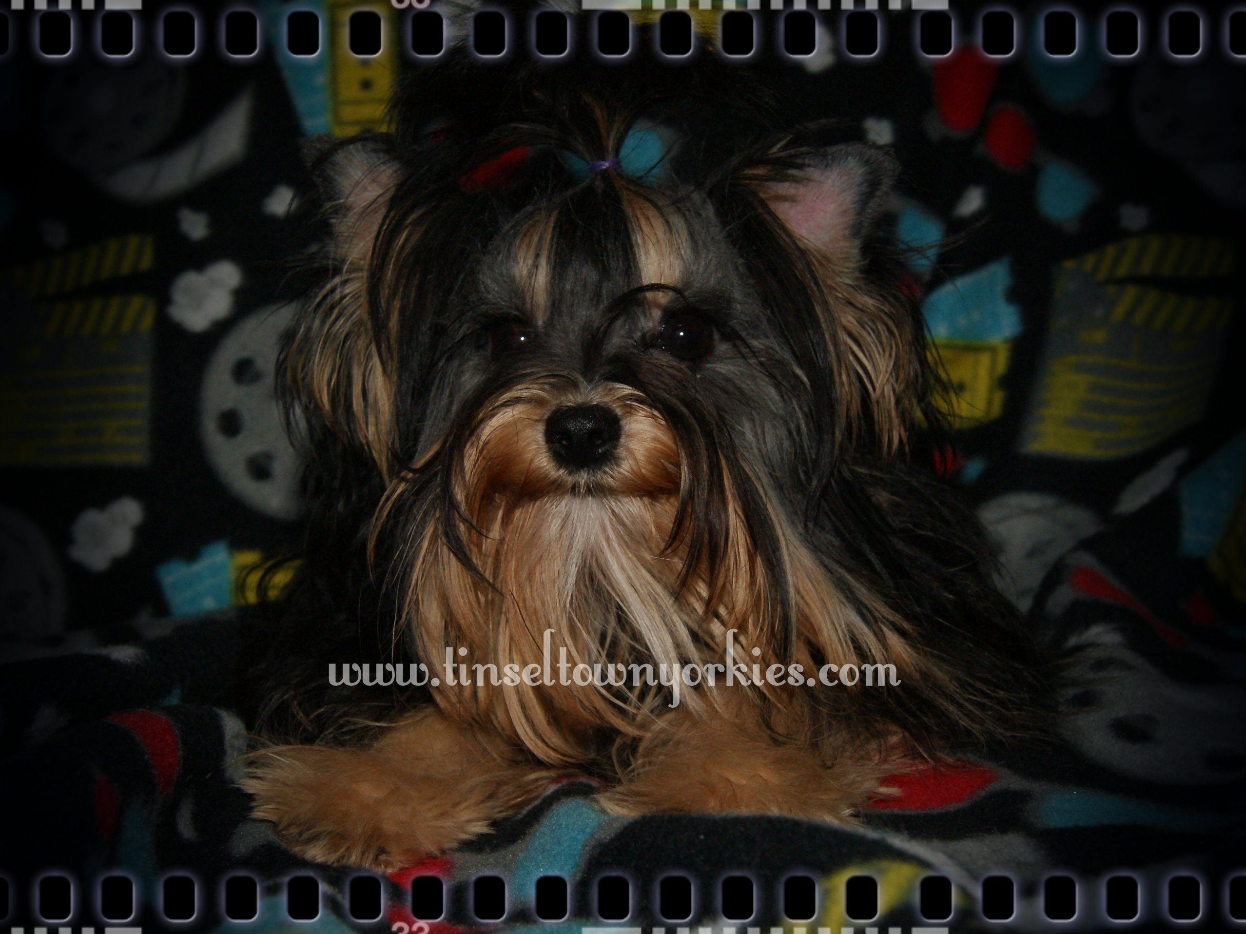 Tinseltown Yorkies Arkansas Laken Isham