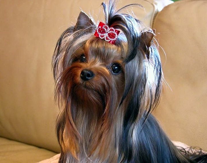 Tinseltown Yorkies Arkansas Laken Isham