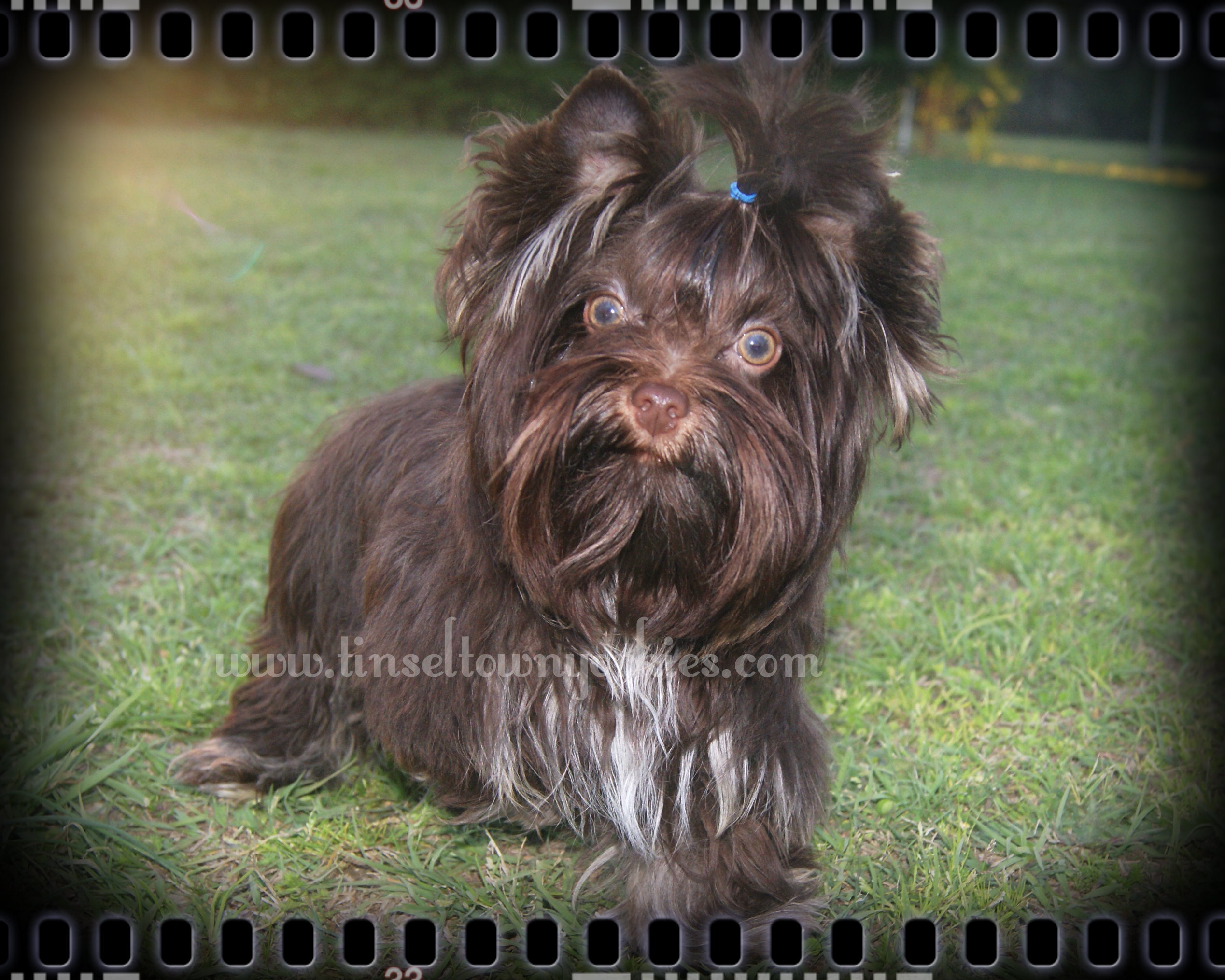 Tinseltown Yorkies Arkansas Laken Isham