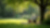 Eye-level view of a peaceful hospice garden with a single bench under a tree
