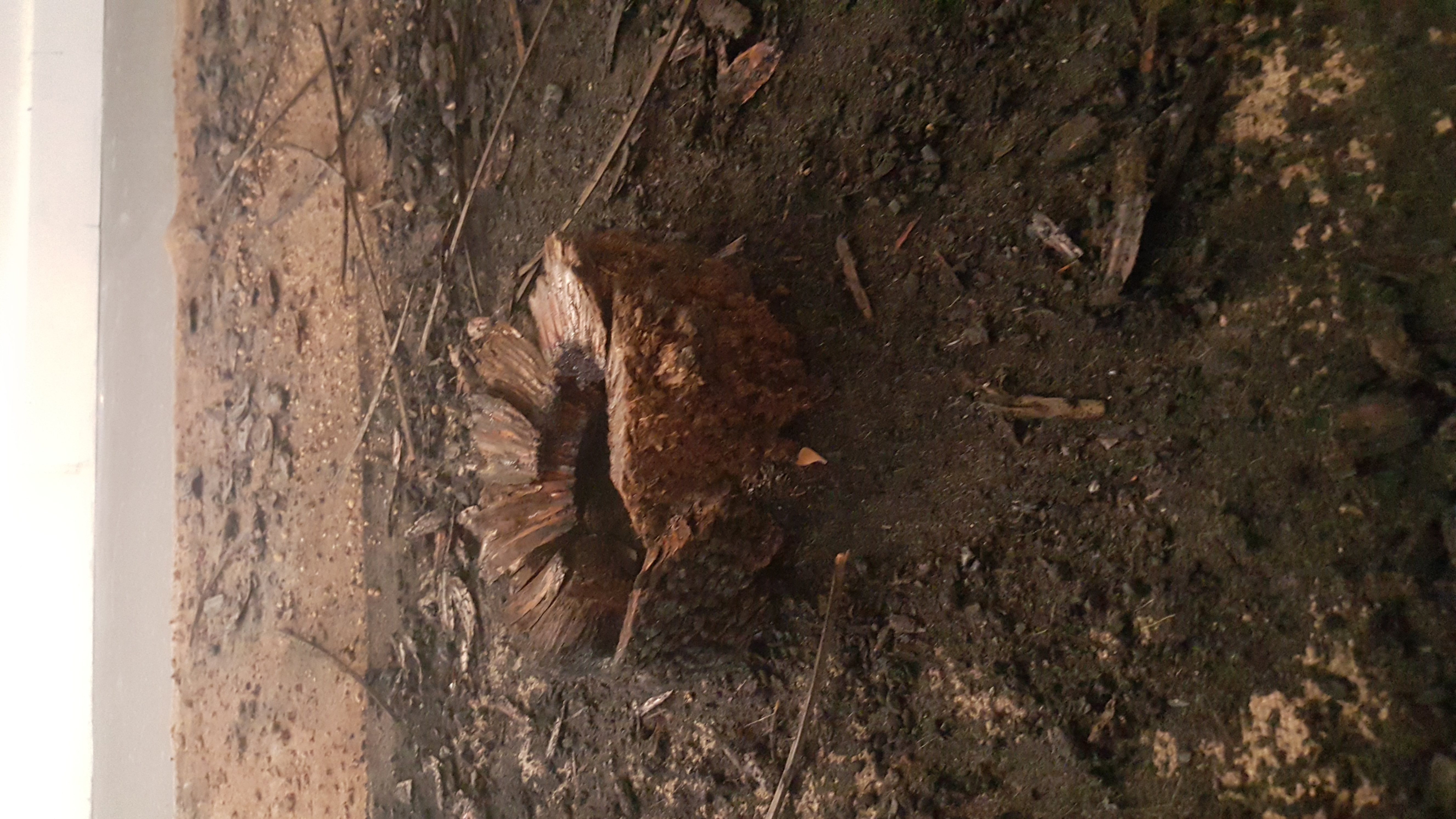 Burnt (Section 5)