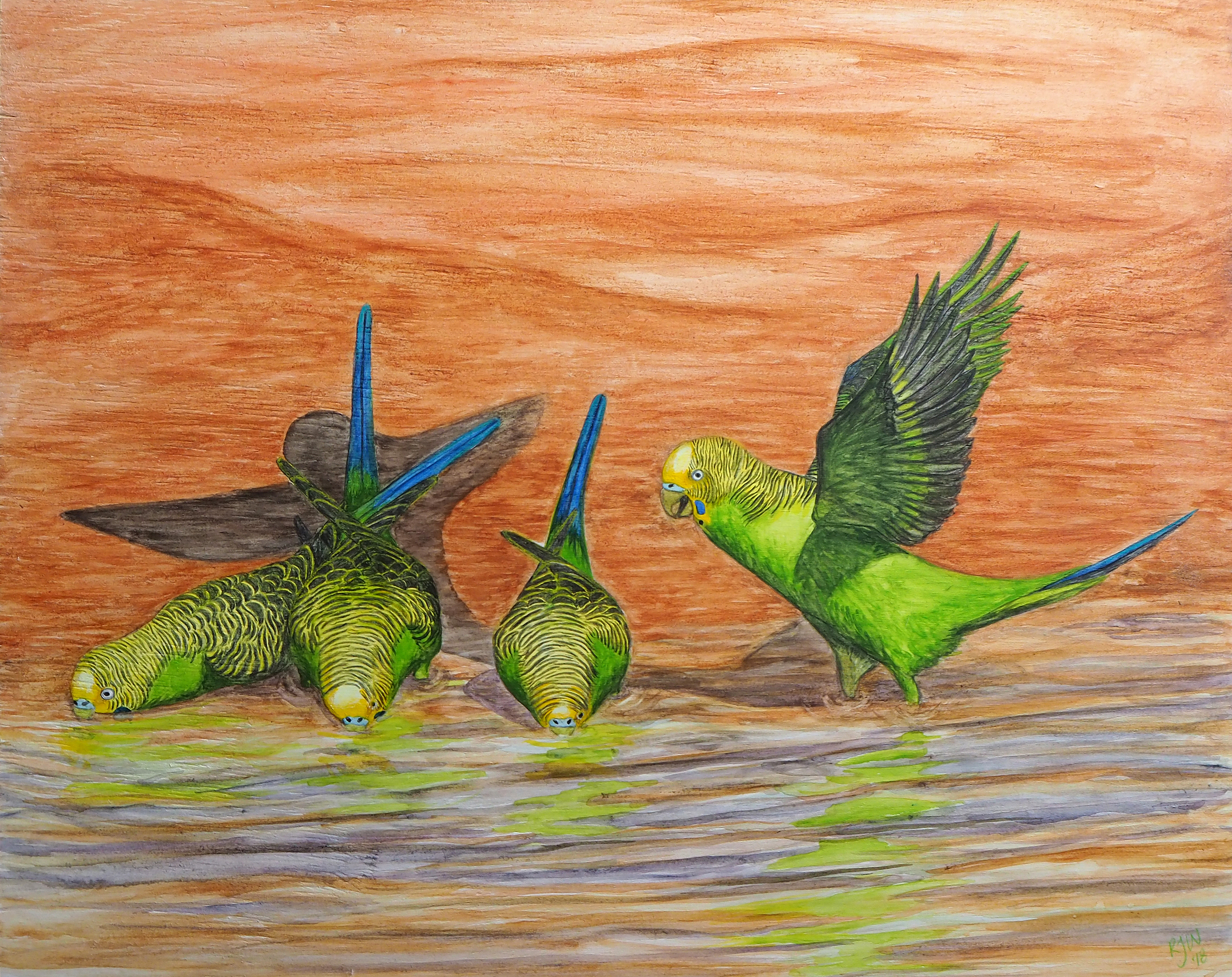 Wild Budgies