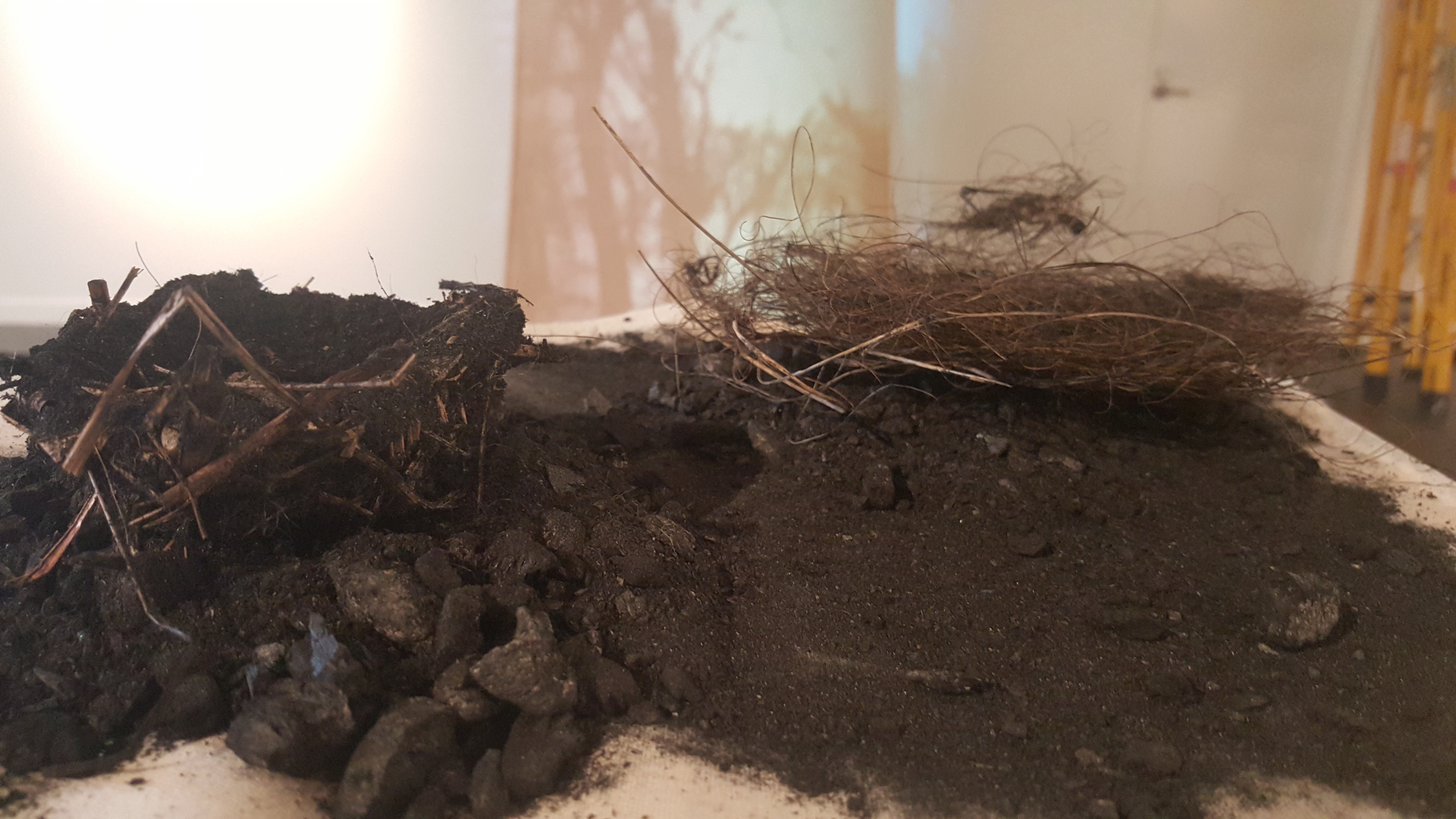 Burnt (Section 2)
