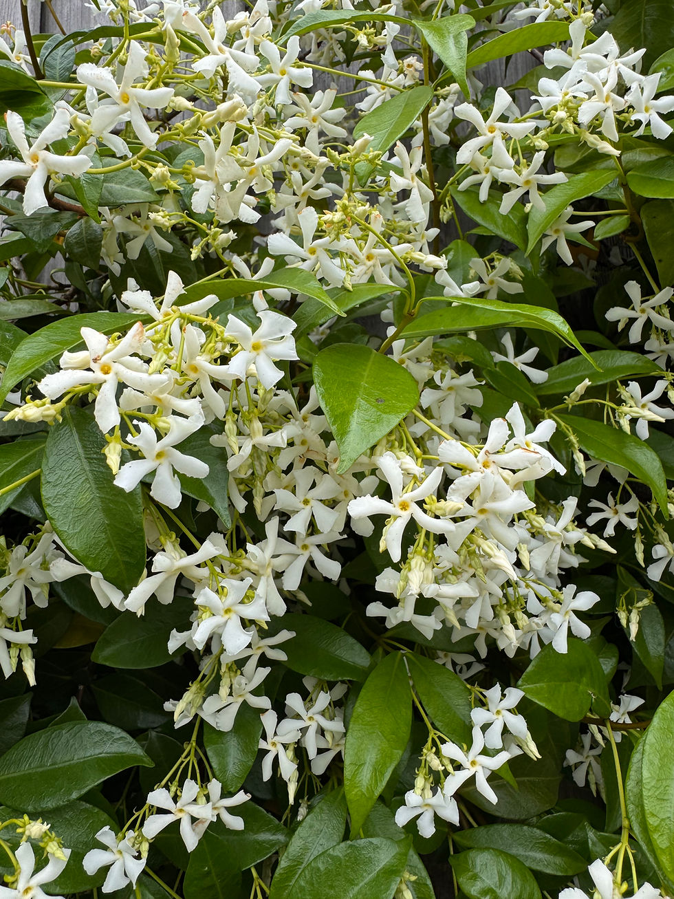 Jasmine