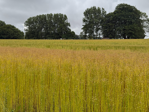 Flaxseed