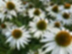 Echinacea 'White swan' Credit: N Cullinan