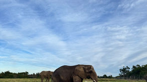 My Elephant Healing